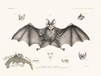 Bats of the World 14